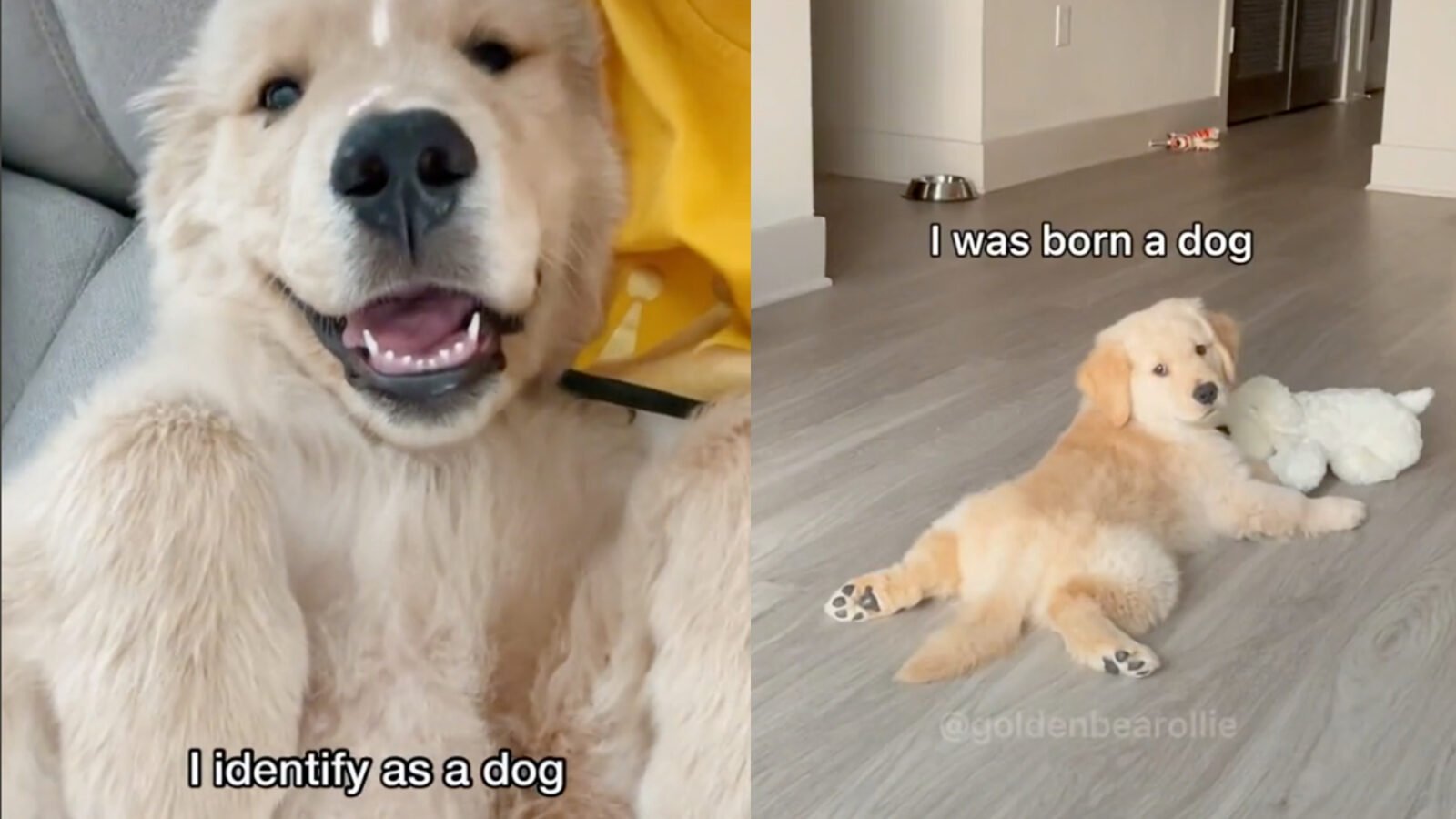 Born a dog TikTok trend