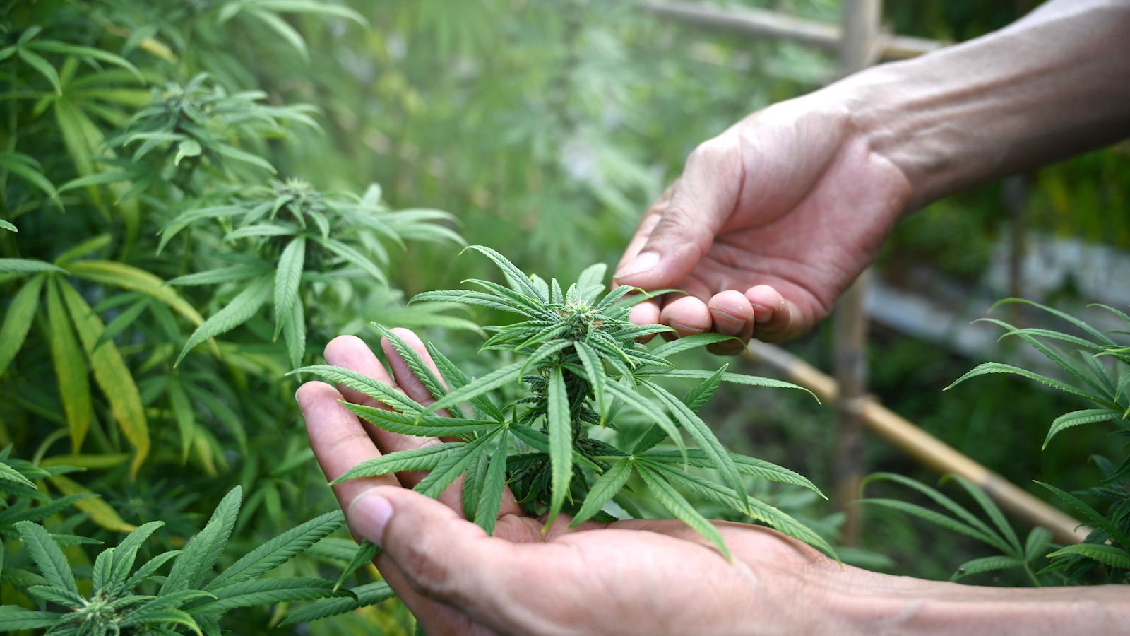 Cropped shot farmer checking marijuana or cannabis plantation in greenhouse. Alternative herbal medicine, health, hemp industry concept.