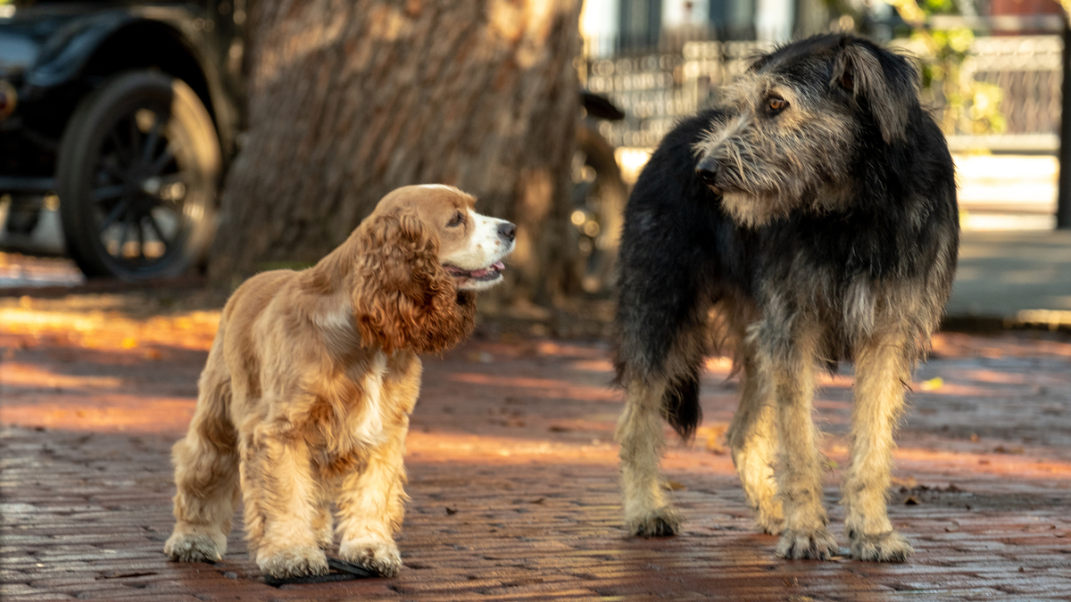 Lady and the Tramp