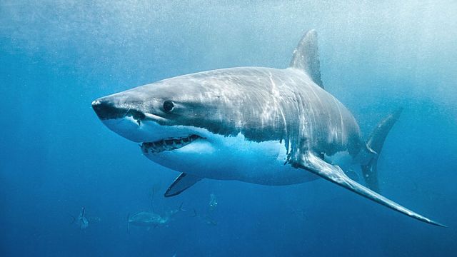 A great white shark swimming with a slight smile on its face just below the surface. The environment is the deep blue ocean. The shark looks to be in hunting mode.