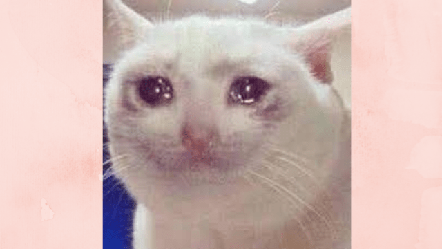 Crying Cat meme
