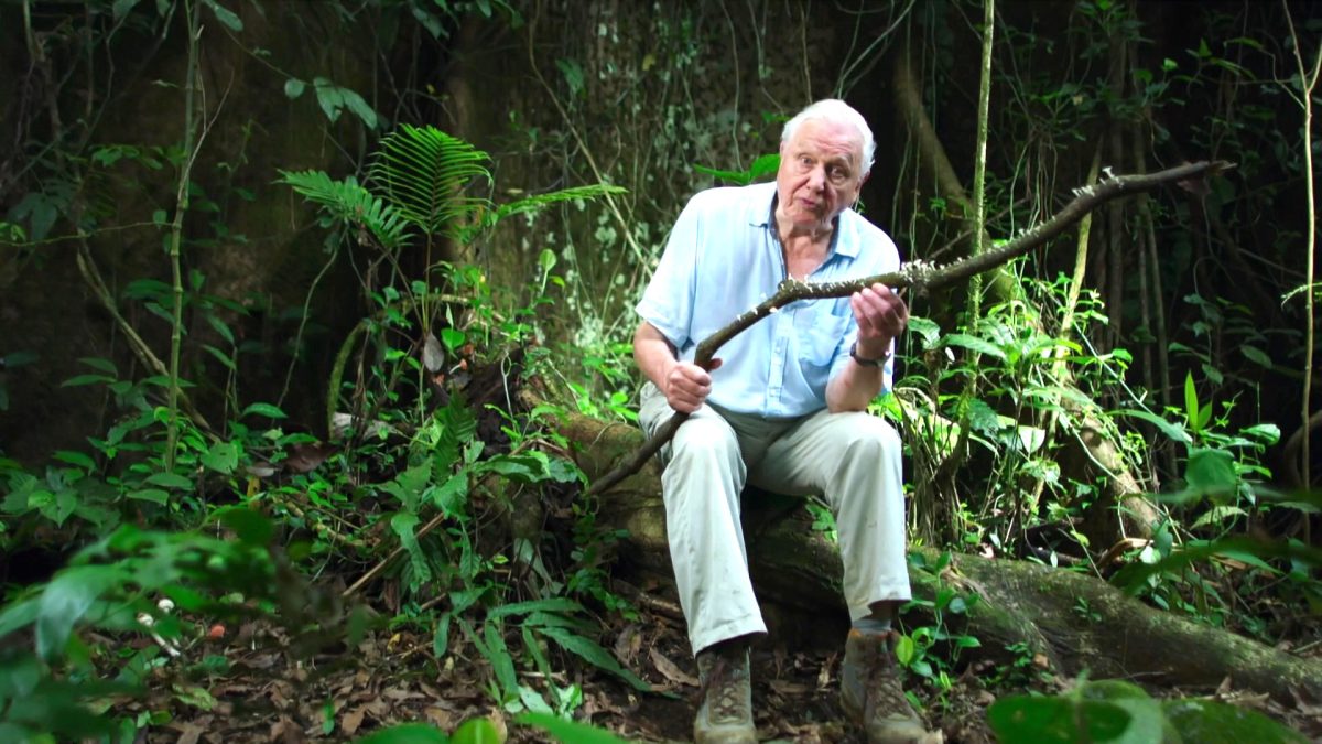 david attenborough