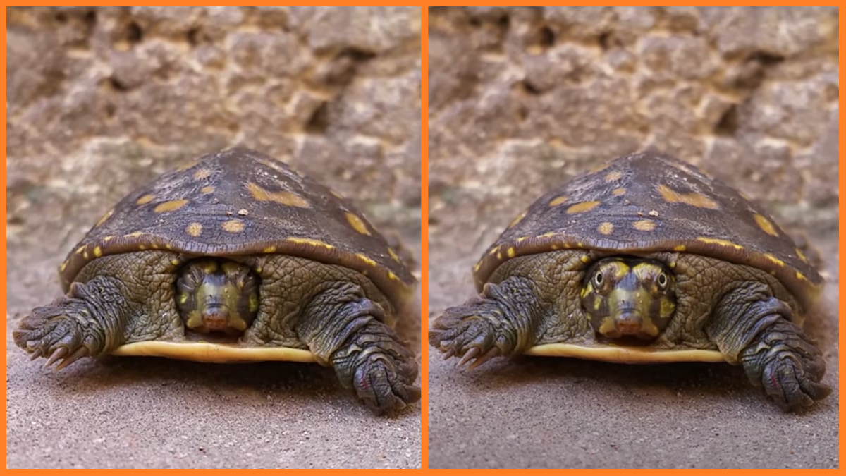 Two images of a turtle as its head emerges from its shell, as seen on Bachelor in Paradise