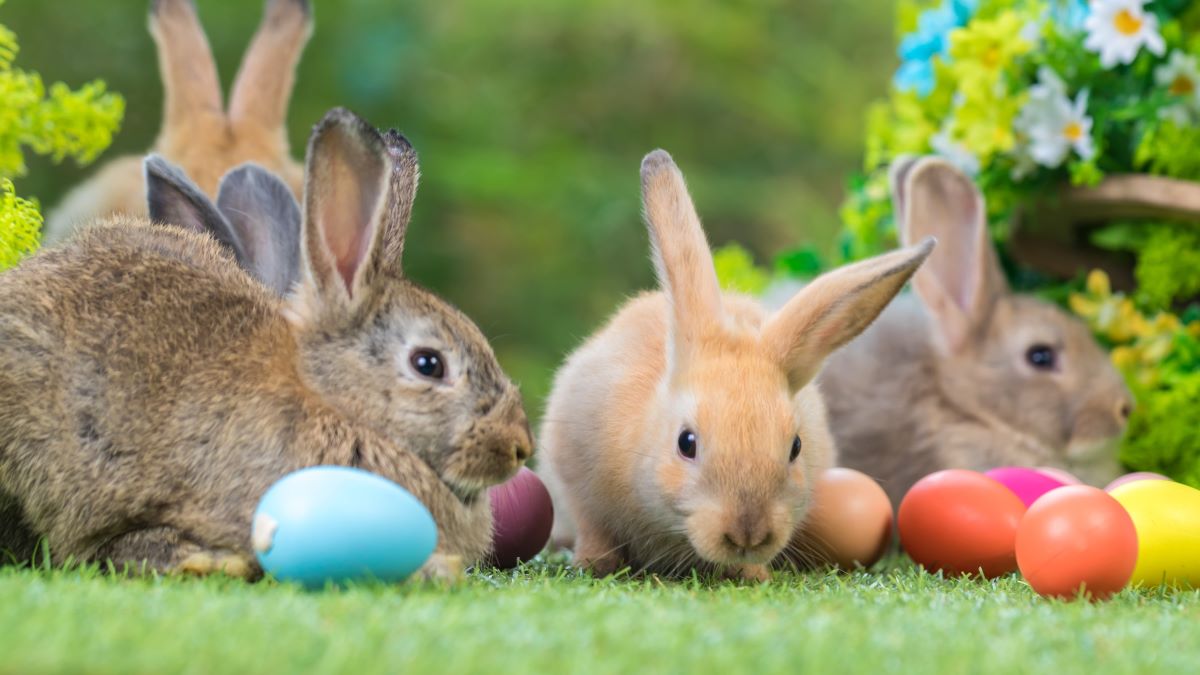 Adorable and cute new born rabbit. baby cute rabbit or new born adorable bunny. Easter Bunny.