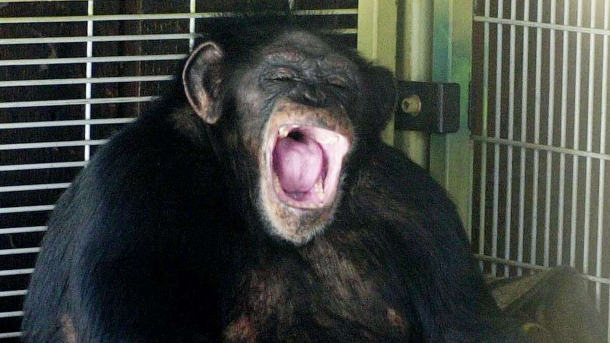 Travis the Chimp