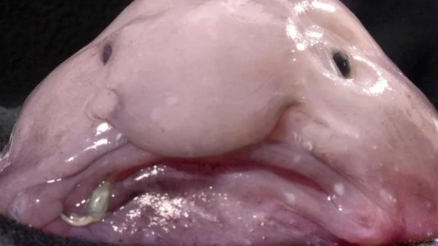 A blobfish