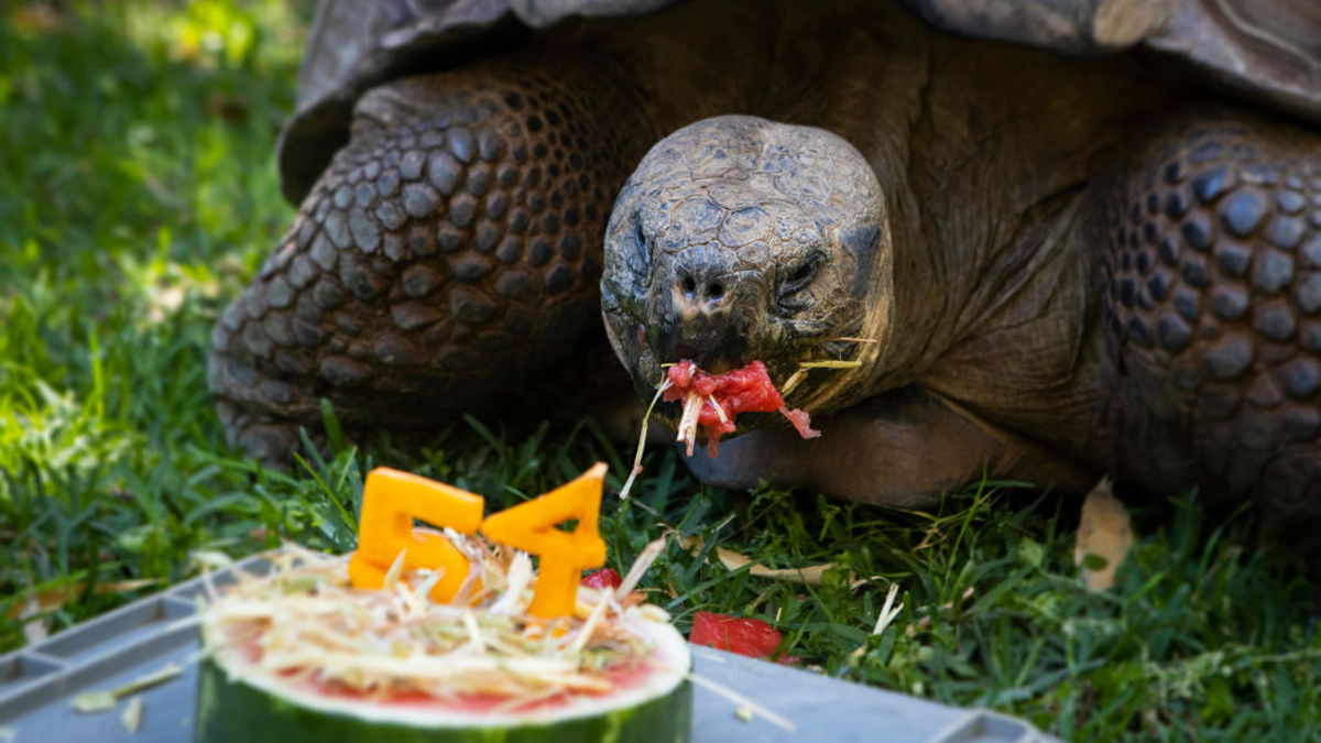 Cerro the Galapagos tortoise eats his birthday cake at Perth Zoo on September 18, 2020 in Perth, Australia. Perth Zoo is hosting a birthday celebration for their Galapagos tortoise Cerro's 54th birthday with a specially made birthday cake filled with his favourite foods. Galapagos Tortoise are the largest tortoise in the world. The oldest recorded Galapagos Tortoise on record was 175 years old. 