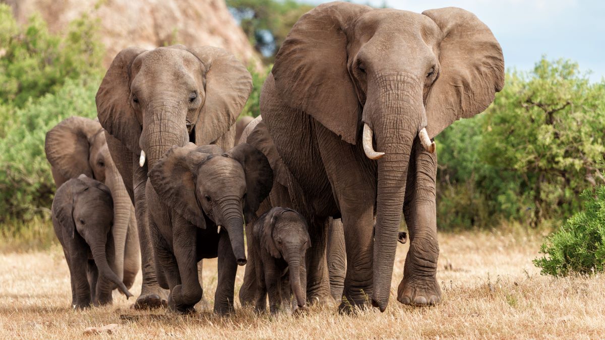 Elephant herd walking in Mashatu Game Reserve in the Tuli Block in Botswana.