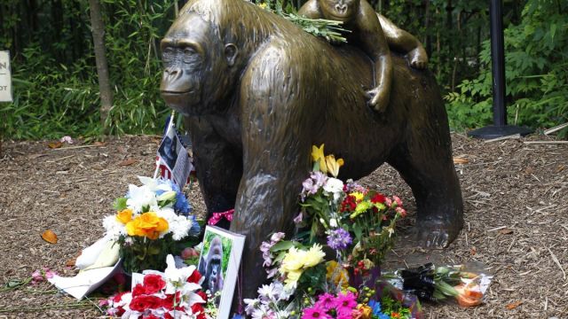 Flowers lay around a bronze statue of a gorilla and her baby outside the Cincinnati Zoo's Gorilla World exhibit days after a 3-year-old boy fell into the moat and officials were forced to kill Harambe, a 17-year-old Western lowland silverback gorilla June 2, 2016 in Cincinnati, Ohio. The exhibit is still closed as Zoo official work to up grade safety features of the exhibit. (Photo by John Sommers II/Getty Images)