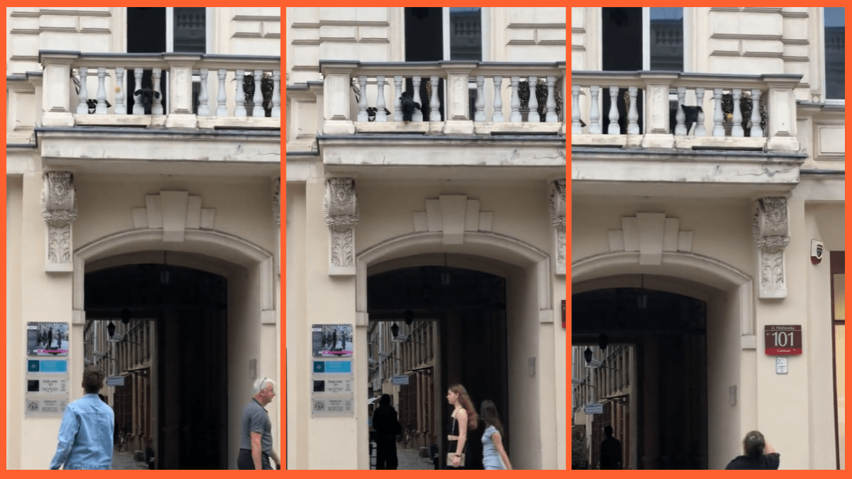 Balcony-bound pup does an Uno reverse and teaches humans how to fetch