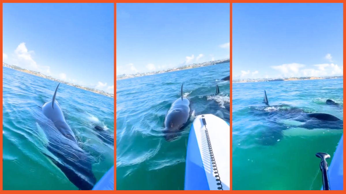 'Dream and nightmare at the same time': Paddle border gets too far from shore, and finds herself trapped in a pod of Orcas