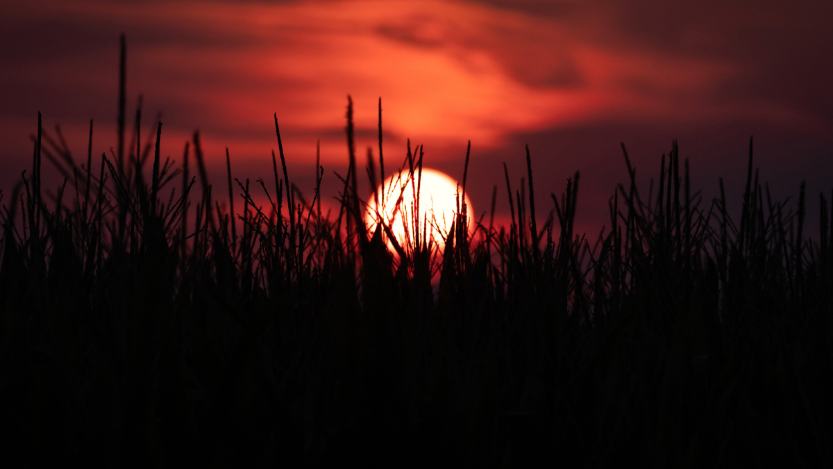 Cornfield