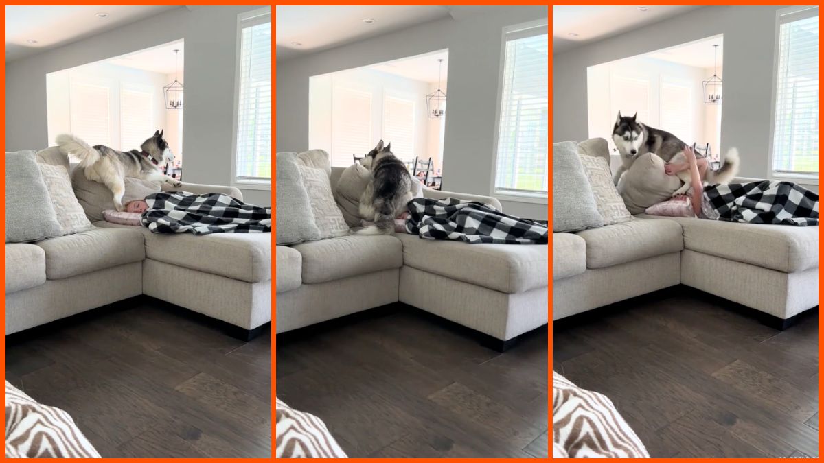 Tiktok video showing Jax, a husky, sitting on his owner who is asleep.